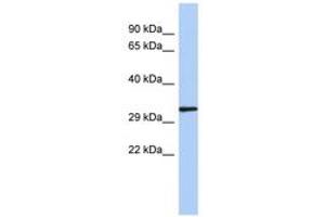 Image no. 1 for anti-NK2 Homeobox 2 (Nkx2-2) (N-Term) antibody (ABIN6742264) (Nkx2-2 anticorps  (N-Term))