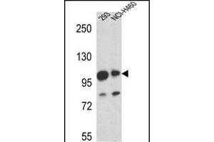 ML1 Antibody (Center) (ABIN655505 and ABIN2845021) western blot analysis in 293,NCI- cell line lysates (35 μg/lane). (MAML1 anticorps  (AA 198-225))