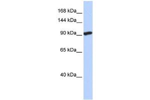 WB Suggested Anti-SIDT2 Antibody Titration:  0. (SIDT2 anticorps  (N-Term))