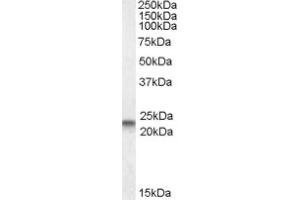 Image no. 2 for anti-Caveolin 3 (CAV3) (N-Term) antibody (ABIN375161) (Caveolin 3 anticorps  (N-Term))
