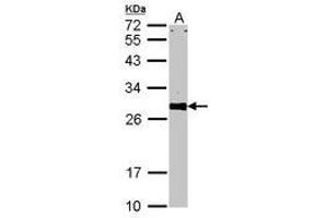 Image no. 2 for anti-VAMP (Vesicle-Associated Membrane Protein)-Associated Protein A, 33kDa (VAPA) (AA 79-92) antibody (ABIN467553) (VAPA anticorps  (AA 79-92))