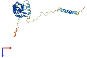 AlphaFold protein structure predicition of Human Recombinant LRRC61 Protein, UniprotID Q9BV99
