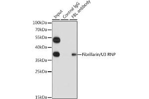 Immunoprecipitation analysis of 200 μg extracts of HeLa cells using 1 μg Fibrillarin/U3 RNP antibody (ABIN6130429, ABIN6140494, ABIN6140496 and ABIN6217509).