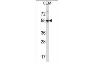 POU3F3 Antibody (Center) (ABIN657418 and ABIN2846455) western blot analysis in CEM cell line lysates (35 μg/lane). (POU3F3 anticorps  (AA 294-323))