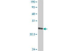 Western Blot detection against Immunogen (36.