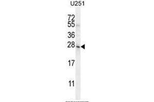 BHLHA15 Antibody (C-term) western blot analysis in U251 cell line lysates (35µg/lane). (BHLHA15 anticorps  (C-Term))