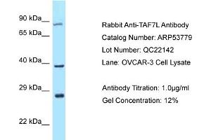 Western Blotting (WB) image for anti-TAF7-Like RNA Polymerase II, TATA Box Binding Protein (TBP)-Associated Factor, 50kDa (TAF7L) (C-Term) antibody (ABIN2785574) (TAF7L anticorps  (C-Term))