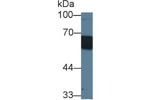 Western Blot; Sample: Porcine Skin lysate; Primary Ab: 1µg/ml Rabbit Anti-Porcine CD14 Antibody Second Ab: 0. (CD14 anticorps  (AA 21-373))