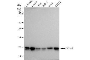 anti-Cell Division Cycle 42 (GTP Binding Protein, 25kDa) (CDC42) antibody