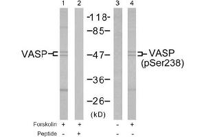 Image no. 2 for anti-Vasodilator-Stimulated phosphoprotein (VASP) (Ser238) antibody (ABIN197382)