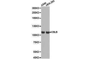 Western Blotting (WB) image for anti-Cbl Proto-Oncogene B, E3 Ubiquitin Protein Ligase (CBLB) antibody (ABIN1871488) (Cbl Proto-Oncogene B, E3 Ubiquitin Protein Ligase (CBLB) anticorps)