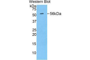 Western Blotting (WB) image for anti-Ribophorin 1 (RPN1) (AA 273-518) antibody (ABIN1860469) (RPN1 anticorps  (AA 273-518))