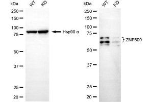 Western blotting analysis using ZNF500 antibody (ABIN7800897). (ZNF500 anticorps)