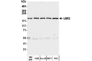Western Blotting (WB) image for anti-Ubiquitin Protein Ligase E3 Component N-Recognin 2 (UBR2) (AA 1705-1755) antibody (ABIN7450869) (UBR2 anticorps  (AA 1705-1755))