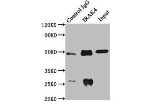Immunoprecipitating IRAK4 in MCF-7 whole cell lysate Lane 1: Rabbit control IgG instead of ABIN7156752 in MCF-7 whole cell lysate. (IRAK4 anticorps  (AA 1-220))
