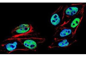 Immunofluorescence analysis of HeLa cells using PMS2 mouse mAb (green). (PMS2 anticorps  (AA 748-851))