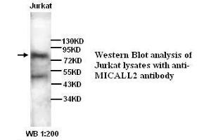 Image no. 1 for anti-MICAL-Like 2 (MICALL2) antibody (ABIN790899) (MICALL2 anticorps)