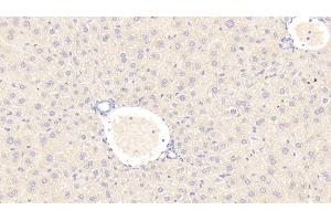 Detection of C1INH in Mouse Liver Tissue using Polyclonal Antibody to Complement 1 Inhibitor (C1INH) (SERPING1 anticorps  (AA 211-331))