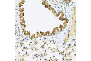 Immunohistochemistry of paraffin-embedded mouse lung using FAM20A antibody. (FAM20A anticorps  (AA 140-240))