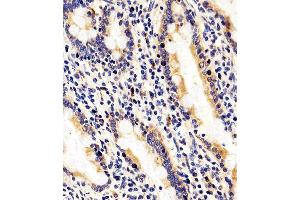 Immunohistochemical analysis of paraffin-embedded H.