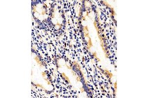 Immunohistochemical analysis of paraffin-embedded H. (RAB35 anticorps  (C-Term))