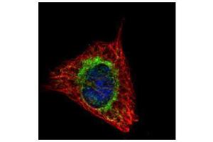 ICC/IF Image Confocal immunofluorescence analysis (Olympus FV10i) of methanol-fixed HeLa, using ETFA, antibody (Green) at 1:500 dilution. (ETFA anticorps  (Center))