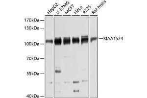 Western blot analysis of extracts of various cell lines, using KI antibody (ABIN6128778, ABIN6142850, ABIN6142851 and ABIN6215877) at 1:3000 dilution. (KIAA1524 anticorps  (AA 681-905))