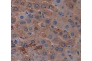 IHC-P analysis of Mouse Tissue, with DAB staining. (NNMT anticorps  (AA 127-249))