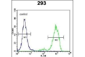 SPDYE5 Antibody (N-term) (ABIN655699 and ABIN2845152) flow cytometric analysis of 293 cells (right histogram) compared to a negative control cell (left histogram). (SPDYE5 anticorps  (N-Term))