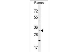 DNAJB13 Antibody (Center) (ABIN654838 and ABIN2844507) western blot analysis in Ramos cell line lysates (35 μg/lane). (DNAJB13 anticorps  (AA 176-205))