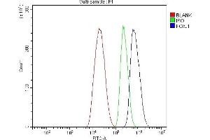 Flow Cytometry analysis of HepG2 cells using anti-FOXJ1 antibody (ABIN7601015). (FOXJ1 anticorps  (AA 27-405))