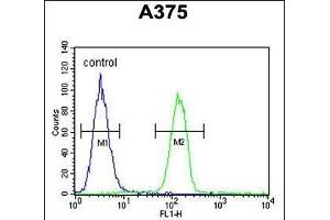 GSN Antibody (N-term) (ABIN6242369 and ABIN6578987) flow cytometric analysis of  cells (right histogram) compared to a negative control cell (left histogram).