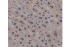 IHC-P analysis of Human Tissue, with DAB staining. (MX2 anticorps  (AA 1-300))