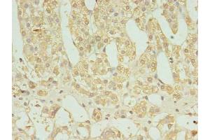Immunohistochemistry of paraffin-embedded human adrenal gland tissue using ABIN7165402 at dilution of 1:100 (FAM136A anticorps  (AA 2-138))
