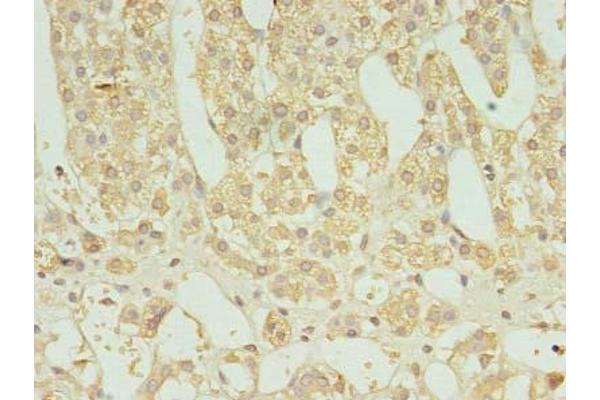 FAM136A antibody  (AA 2-138)