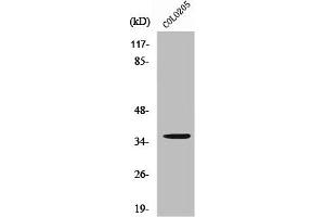 Western Blot analysis of 293 cells using RNF113B Polyclonal Antibody (RNF113B anticorps  (Internal Region))