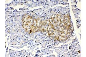 IHC testing of FFPE rat pancreas tissue with IGFBP1 antibody at 1ug/ml. (IGFBPI anticorps)