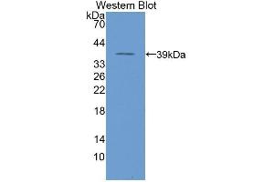 Western Blotting (WB) image for anti-Nuclear Factor kappa B (NFkB) (AA 42-367) antibody (ABIN1078409) (NFkB anticorps  (AA 42-367))