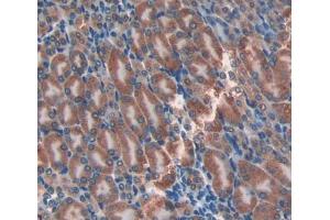 IHC-P analysis of Mouse Tissue, with DAB staining. (Adipsin anticorps  (AA 1-259))