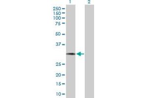 Western Blot analysis of HCCS expression in transfected 293T cell line by HCCS MaxPab polyclonal antibody.