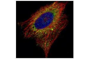 ICC/IF Image Confocal immunofluorescence analysis (Olympus FV10i) of paraformaldehyde-fixed HeLa, using AIMP1, antibody (Green) at 1:500 dilution.
