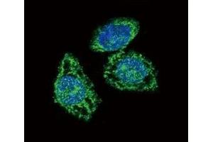 Confocal immunofluorescent analysis of DUSP6 antibody with HeLa cells followed by Alexa Fluor 488-conjugated goat anti-rabbit lgG (green).