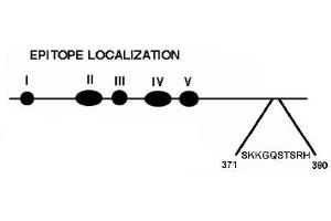 Western Blotting (WB) image for anti-Tumor Protein P53 (TP53) (AA 371-380) antibody (ABIN264449) (p53 anticorps  (AA 371-380))