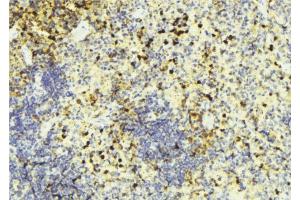 ABIN6274452 at 1/100 staining Mouse liver tissue by IHC-P. (BRI3BP anticorps  (N-Term))
