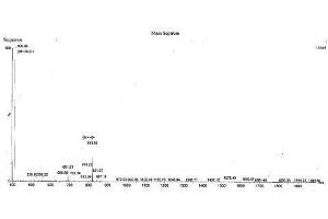 Fibroblast Growth Factor 13 (FGF13) peptide (Ovalbumin)