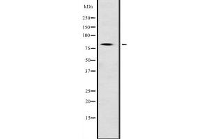 Western blot analysis of NFE2L1 expression in Mouse testis lysate,The lane on the left is treated with the antigen-specific peptide. (NFE2L1 anticorps  (N-Term))