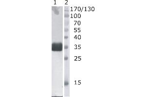 Western Blot testing of anti-bovine DNaseI monoclonal antibody (4B10). (DNASE1 anticorps)