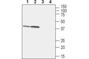 Western blot analysis of rat stomach (lanes 1 and 3) and small intestine (lanes 2 and 4) lysates: - 1,2.
