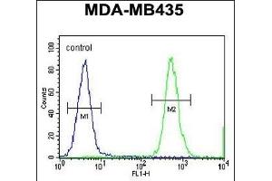 HNRNPCL1 Antibody (C-term) (ABIN655435 and ABIN2844970) flow cytometric analysis of MDA-M cells (right histogram) compared to a negative control cell (left histogram). (HNRNPCL1 anticorps  (C-Term))