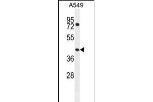 GTPBP8 Antibody (Center) (ABIN654550 and ABIN2844261) western blot analysis in A549 cell line lysates (35 μg/lane).